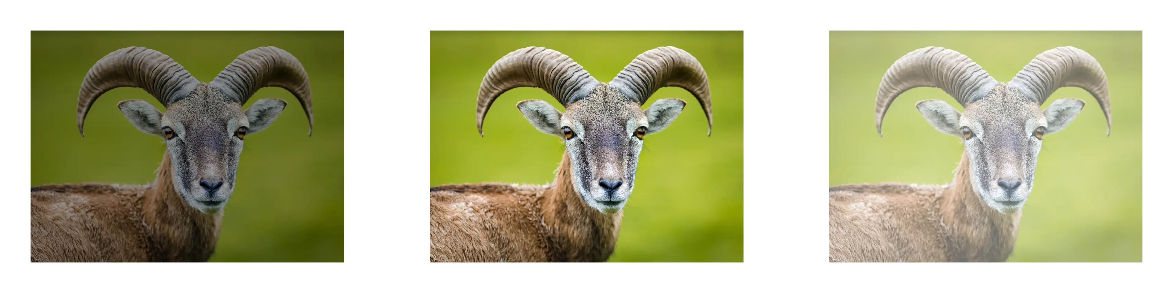 Adjust Brightness Example Image of Brightness Tool