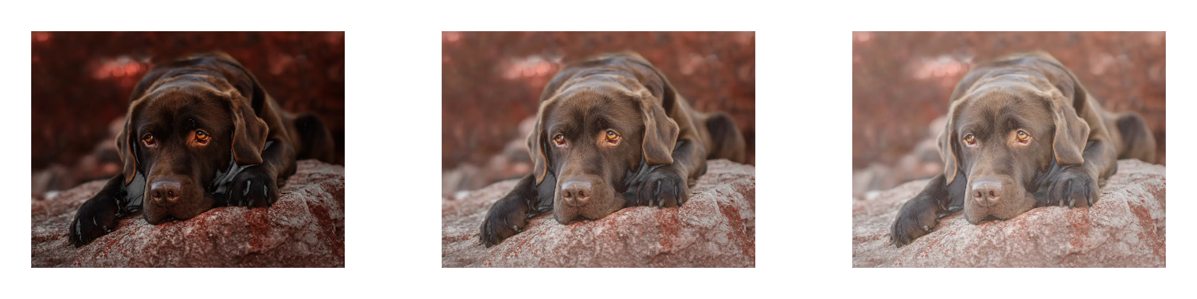 Adjust Gamma Example Image of Gamma Tool